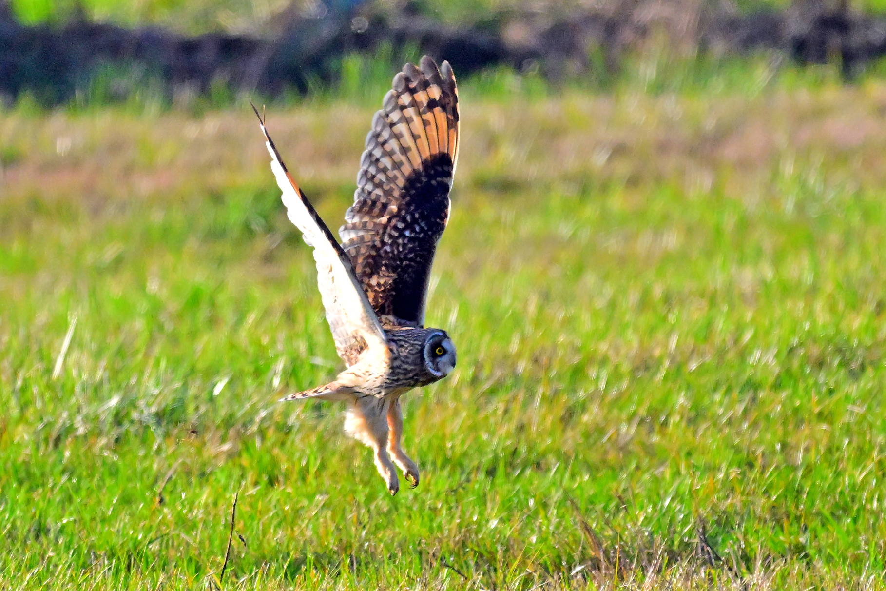 Short-eared Owl